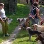 payarin dog trekking